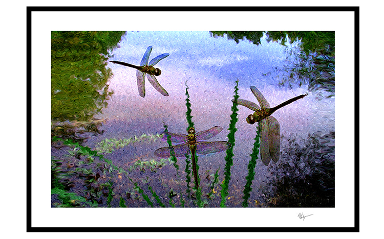 04 Dragonflies