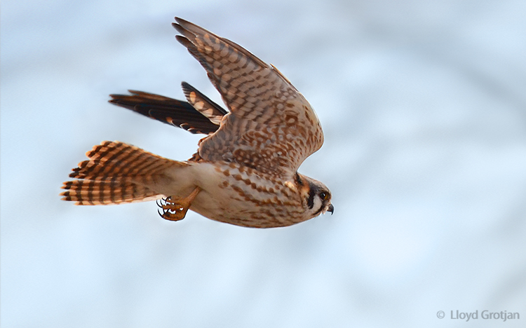 Flying Kestrel